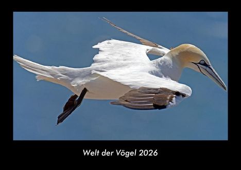 Tobias Becker: Welt der Vögel 2026 Fotokalender DIN A3, Kalender