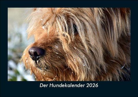 Tobias Becker: Der Hundekalender 2026 Fotokalender DIN A5, Kalender