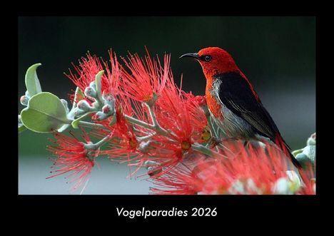 Tobias Becker: Vogelparadies 2026 Fotokalender DIN A3, Kalender