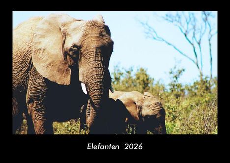 Tobias Becker: Elefanten 2026 Fotokalender DIN A3, Kalender