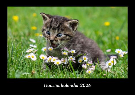 Tobias Becker: Haustierkalender 2026 Fotokalender DIN A3, Kalender