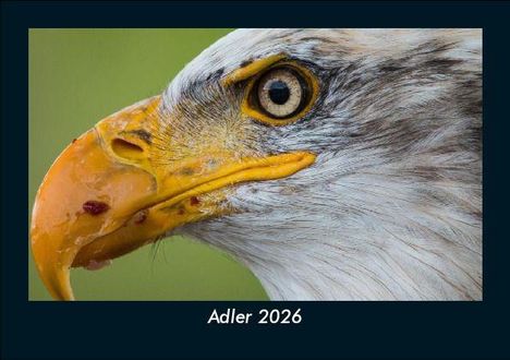 Tobias Becker: Adler 2026 Fotokalender DIN A5, Kalender