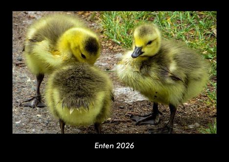 Tobias Becker: Enten 2026 Fotokalender DIN A3, Kalender