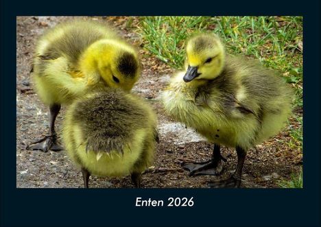 Tobias Becker: Enten 2026 Fotokalender DIN A4, Kalender