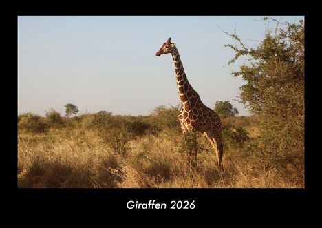 Tobias Becker: Giraffen 2026 Fotokalender DIN A3, Kalender
