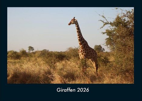 Tobias Becker: Giraffen 2026 Fotokalender DIN A4, Kalender
