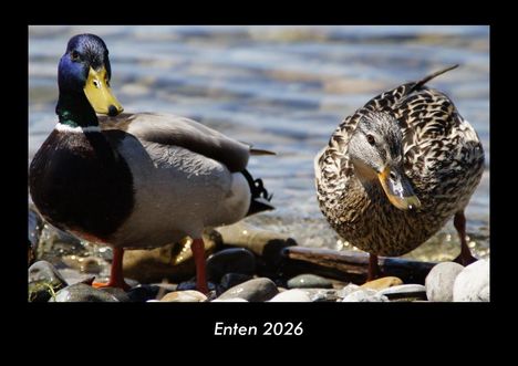 Tobias Becker: Enten 2026 Fotokalender DIN A3, Kalender