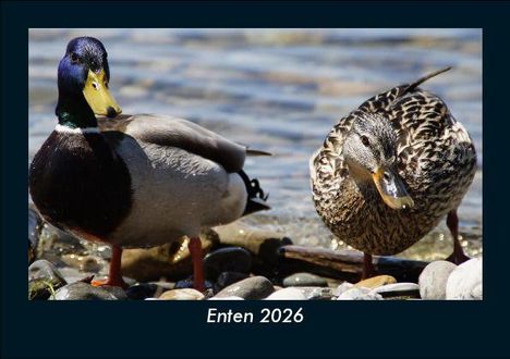 Tobias Becker: Enten 2026 Fotokalender DIN A5, Kalender