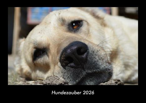 Tobias Becker: Hundezauber 2026 Fotokalender DIN A3, Kalender