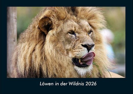 Tobias Becker: Löwen in der Wildnis 2026 Fotokalender DIN A4, Kalender