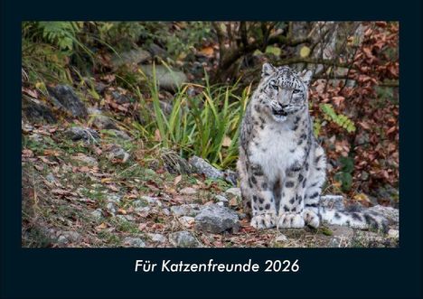 Tobias Becker: Für Katzenfreunde 2026 Fotokalender DIN A4, Kalender