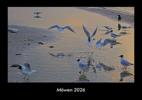 Tobias Becker: Möwen 2026 Fotokalender DIN A3, Kalender