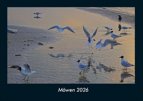 Tobias Becker: Möwen 2026 Fotokalender DIN A4, Kalender