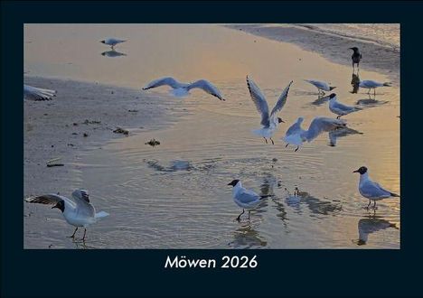 Tobias Becker: Möwen 2026 Fotokalender DIN A5, Kalender