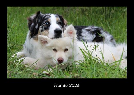 Tobias Becker: Hunde 2026 Fotokalender DIN A3, Kalender