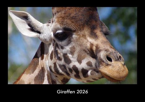 Tobias Becker: Giraffen 2026 Fotokalender DIN A3, Kalender