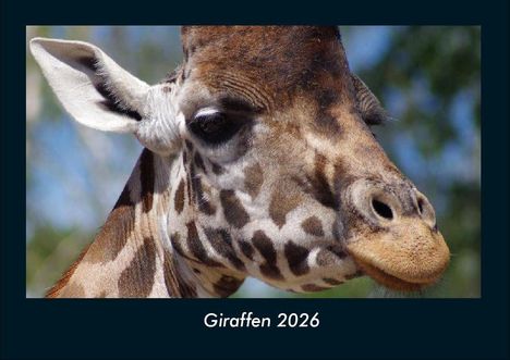Tobias Becker: Giraffen 2026 Fotokalender DIN A4, Kalender