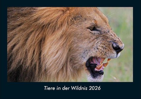 Tobias Becker: Tiere in der Wildnis 2026 Fotokalender DIN A4, Kalender