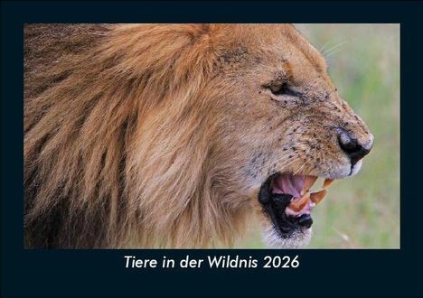 Tobias Becker: Tiere in der Wildnis 2026 Fotokalender DIN A5, Kalender