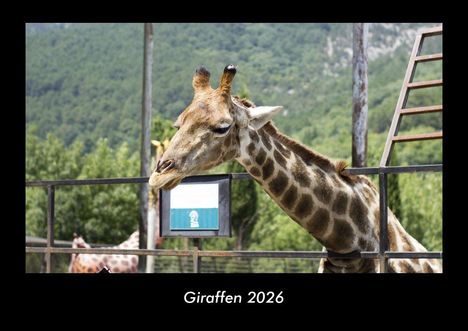 Tobias Becker: Giraffen 2026 Fotokalender DIN A3, Kalender