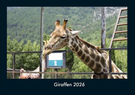 Tobias Becker: Giraffen 2026 Fotokalender DIN A4, Kalender