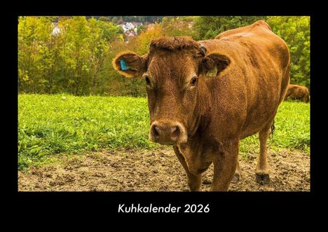 Tobias Becker: Kuhkalender 2026 Fotokalender DIN A3, Kalender