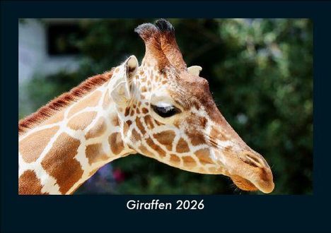 Tobias Becker: Giraffen 2026 Fotokalender DIN A5, Kalender