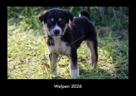 Tobias Becker: Welpen 2026 Fotokalender DIN A3, Kalender