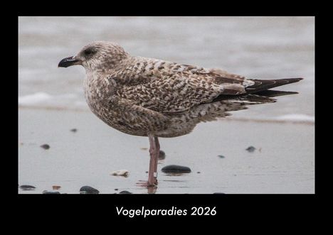 Tobias Becker: Vogelparadies 2026 Fotokalender DIN A3, Kalender