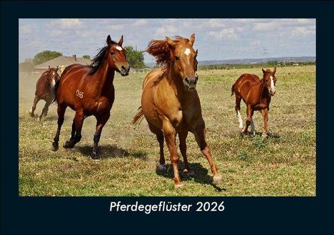 Tobias Becker: Pferdegeflüster 2026 Fotokalender DIN A5, Kalender