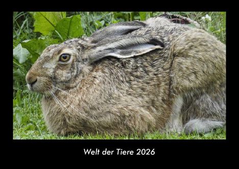 Tobias Becker: Welt der Tiere 2026 Fotokalender DIN A3, Kalender