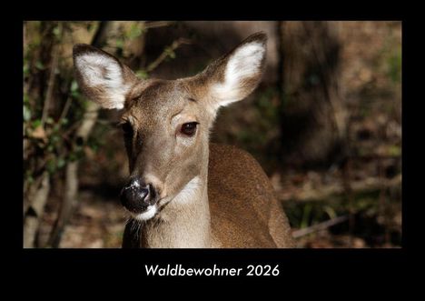 Tobias Becker: Waldbewohner 2026 Fotokalender DIN A3, Kalender