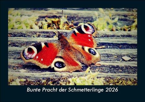 Tobias Becker: Bunte Pracht der Schmetterlinge 2026 Fotokalender DIN A5, Kalender