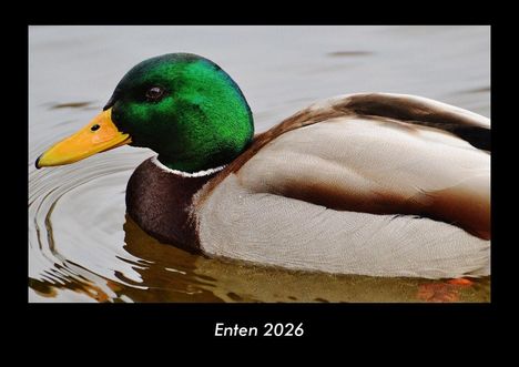 Tobias Becker: Enten 2026 Fotokalender DIN A3, Kalender