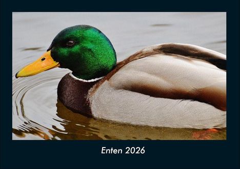 Tobias Becker: Enten 2026 Fotokalender DIN A4, Kalender
