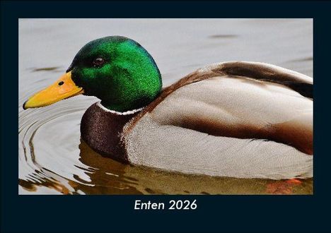 Tobias Becker: Enten 2026 Fotokalender DIN A5, Kalender