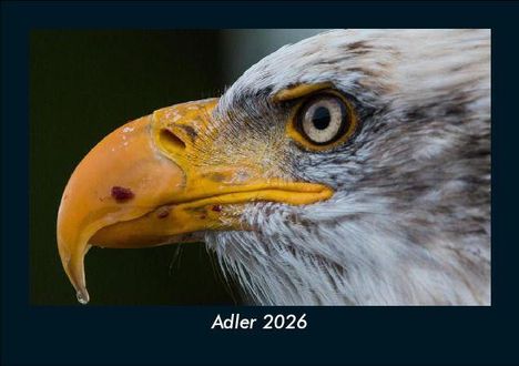 Tobias Becker: Adler 2026 Fotokalender DIN A5, Kalender