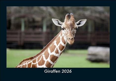 Tobias Becker: Giraffen 2026 Fotokalender DIN A5, Kalender
