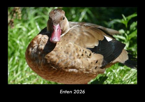 Tobias Becker: Enten 2026 Fotokalender DIN A3, Kalender