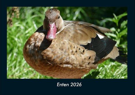 Tobias Becker: Enten 2026 Fotokalender DIN A4, Kalender