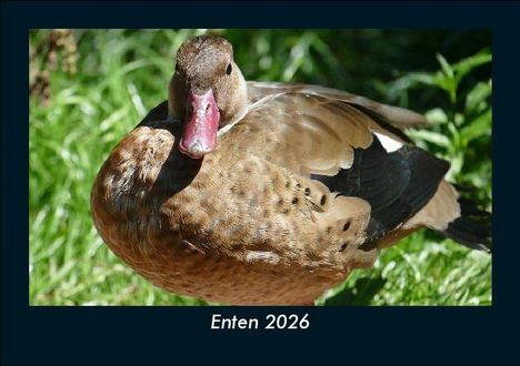 Tobias Becker: Enten 2026 Fotokalender DIN A5, Kalender