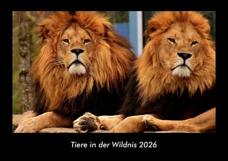 Tobias Becker: Tiere in der Wildnis 2026 Fotokalender DIN A3, Kalender