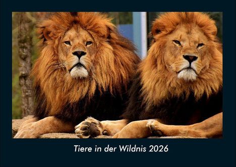 Tobias Becker: Tiere in der Wildnis 2026 Fotokalender DIN A4, Kalender