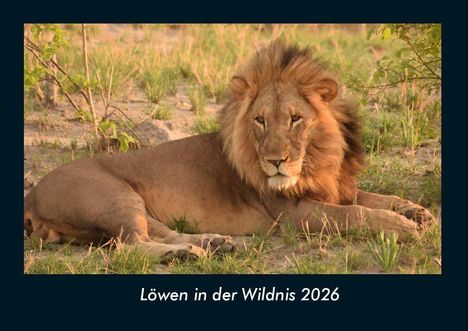 Tobias Becker: Löwen in der Wildnis 2026 Fotokalender DIN A4, Kalender