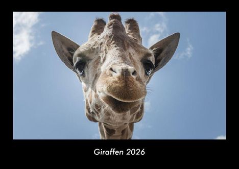 Tobias Becker: Giraffen 2026 Fotokalender DIN A3, Kalender
