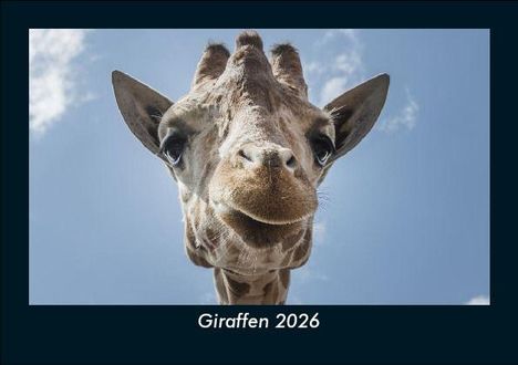 Tobias Becker: Giraffen 2026 Fotokalender DIN A5, Kalender
