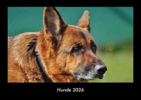 Tobias Becker: Hunde 2026 Fotokalender DIN A3, Kalender