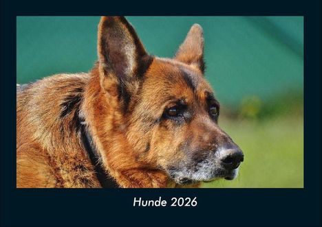 Tobias Becker: Hunde 2026 Fotokalender DIN A4, Kalender