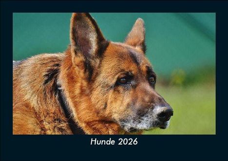 Tobias Becker: Hunde 2026 Fotokalender DIN A5, Kalender