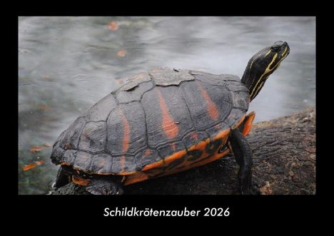 Tobias Becker: Schildkrötenzauber 2026 Fotokalender DIN A3, Kalender